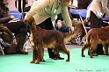 Crufts2011 168